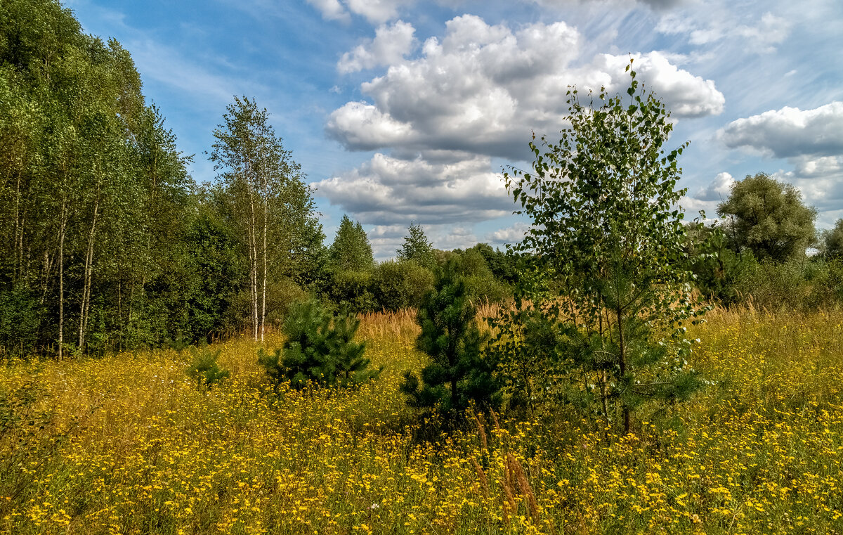 Середина Августа 2 - Андрей Дворников