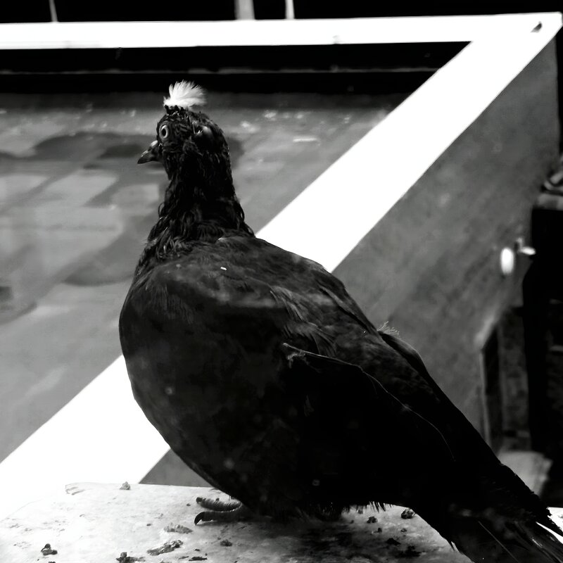 Птица - Z - Дмитрий Петренко