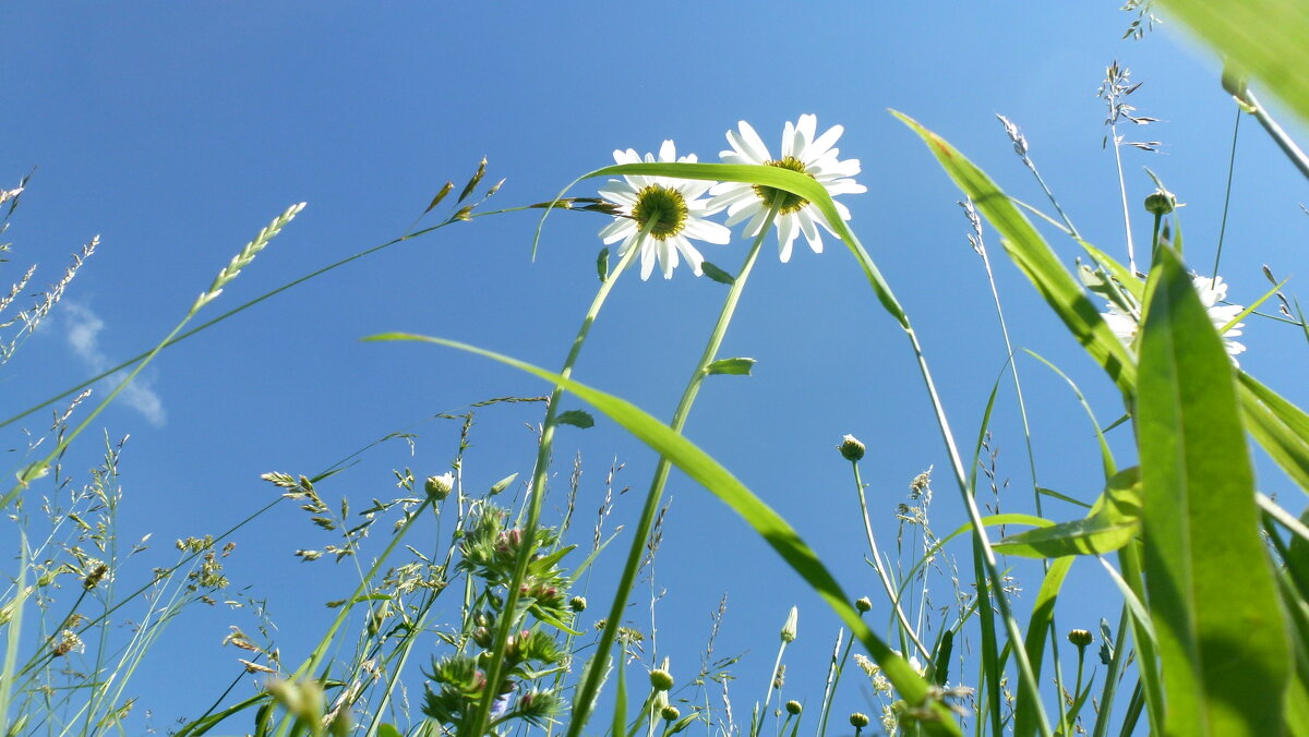 лето... - Сергей 