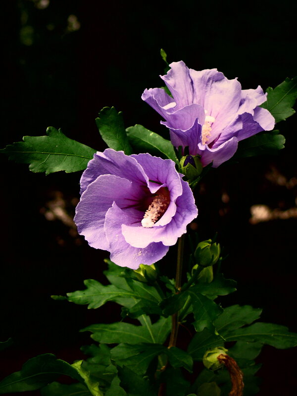 Летние этюды 79 - Алексей Кузнецов