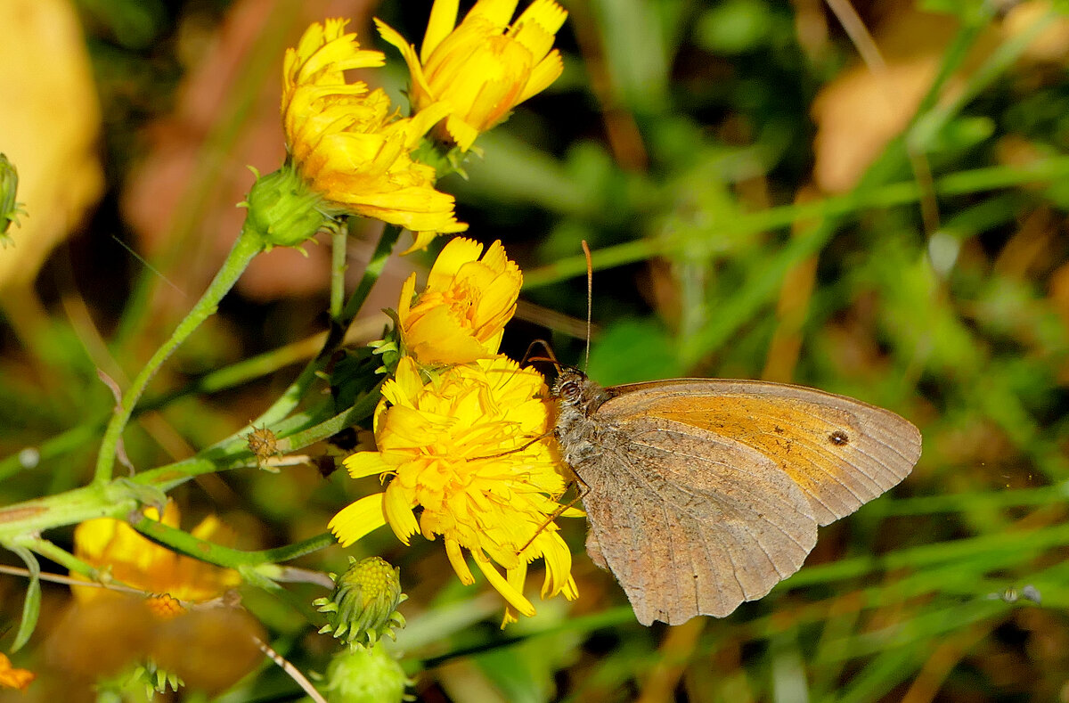 бабочки августа 1 - Александр Прокудин