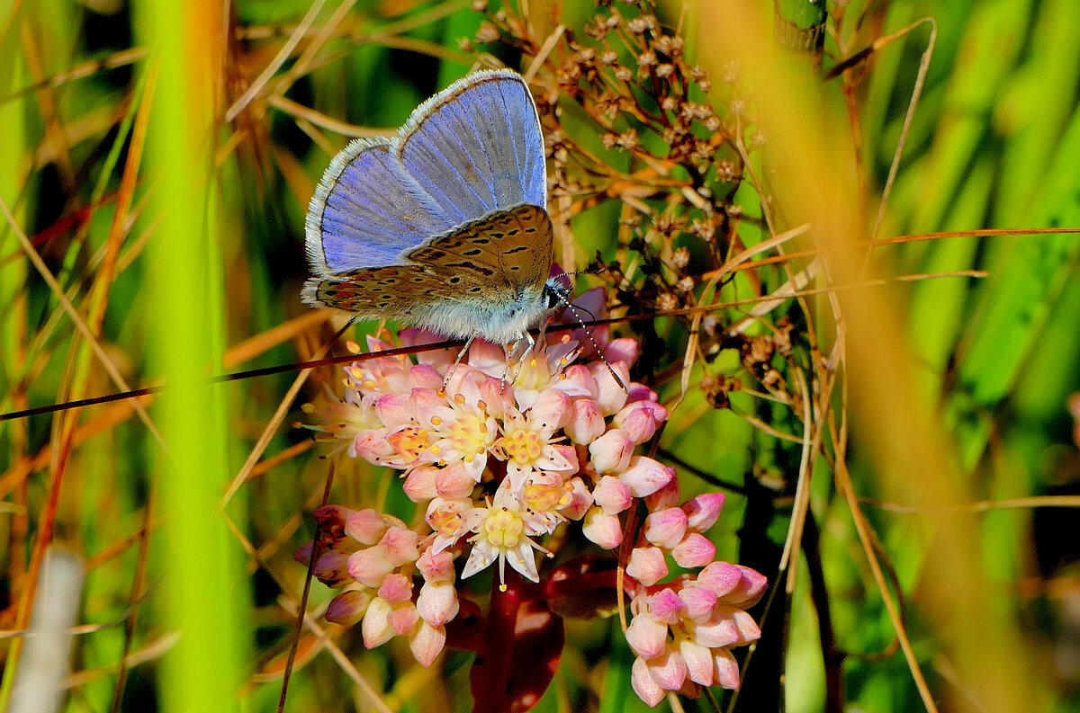 бабочки августа 4 - Александр Прокудин