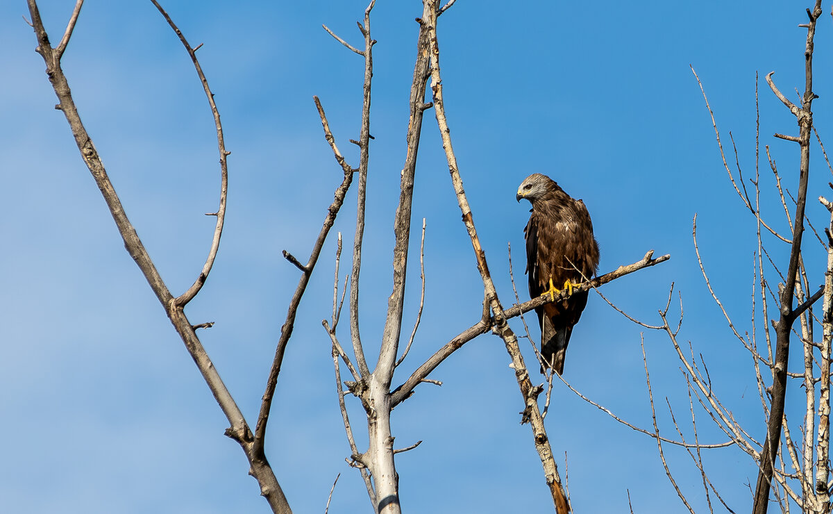 Коршун. - Yuri Chudnovetz