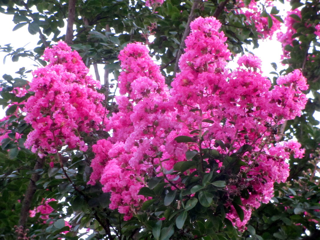 Индийская сирень - Валерий 