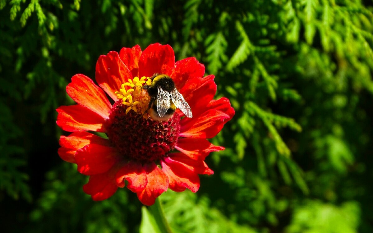 Цветы августа. - Милешкин Владимир Алексеевич 