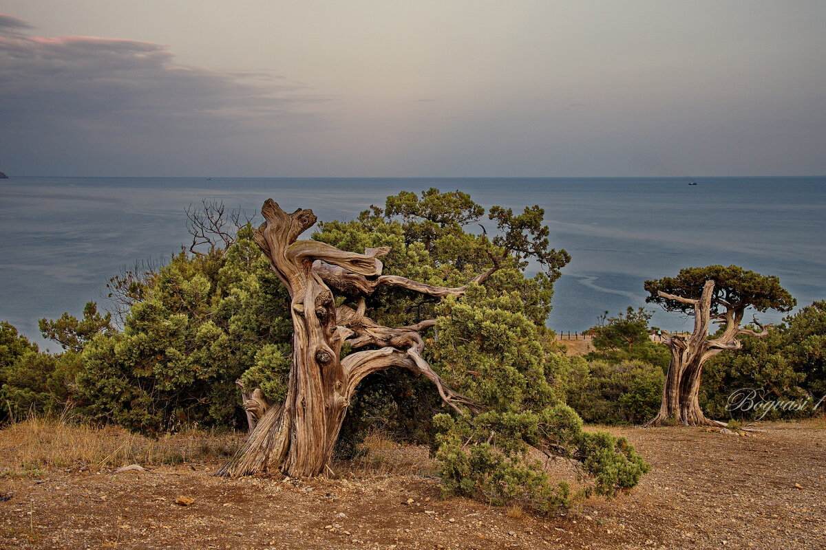Вечер в Крыму. - Василий Богданов
