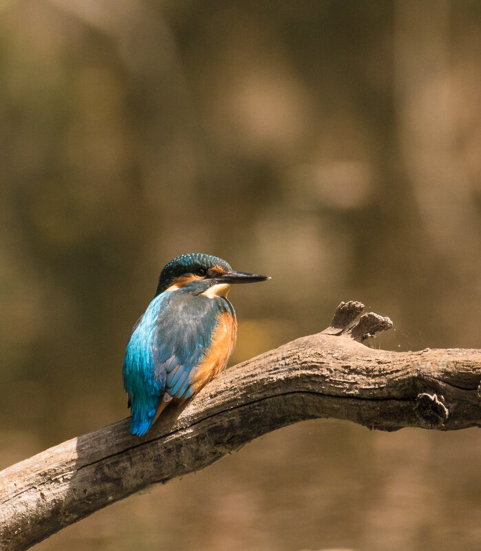 Зимородок - Lada Kozlova