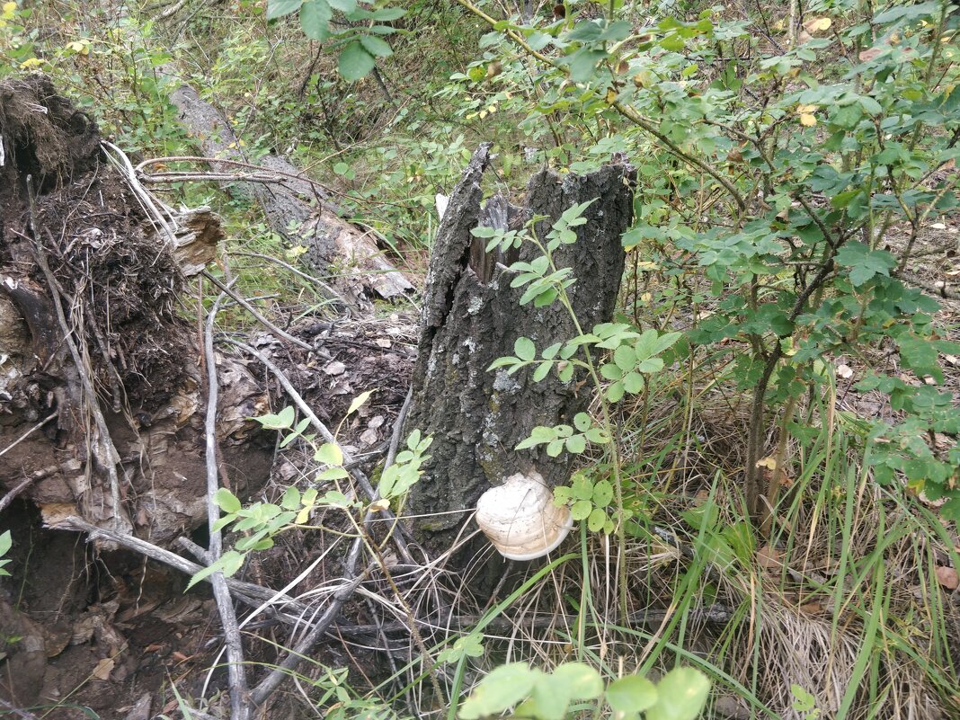 В лесном царстве - Андрей Хлопонин