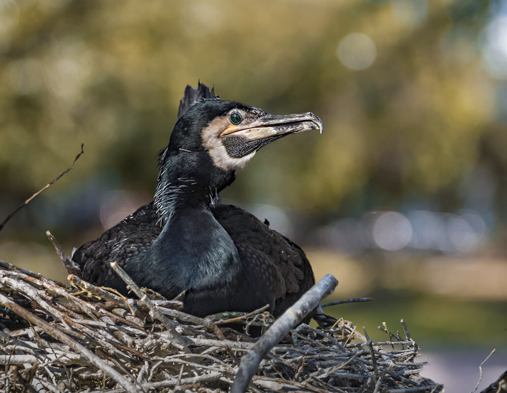 Баклан - SanSan 