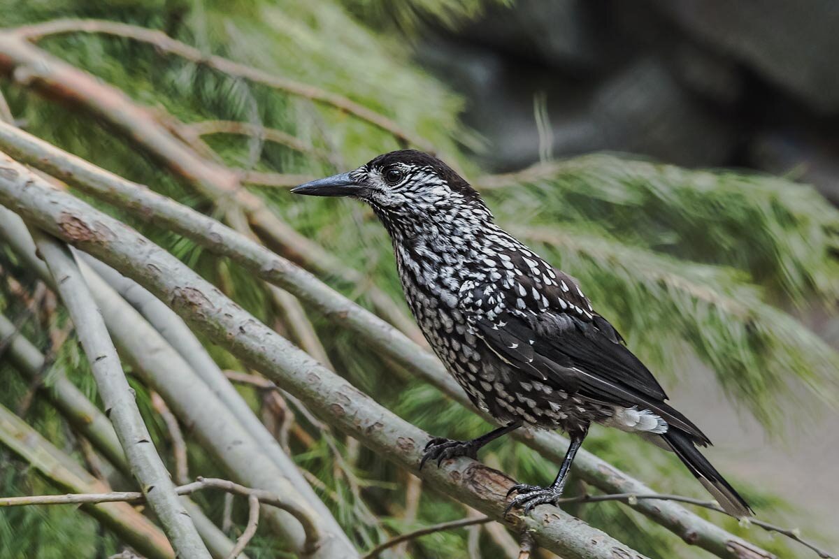 Кедровка - SanSan 