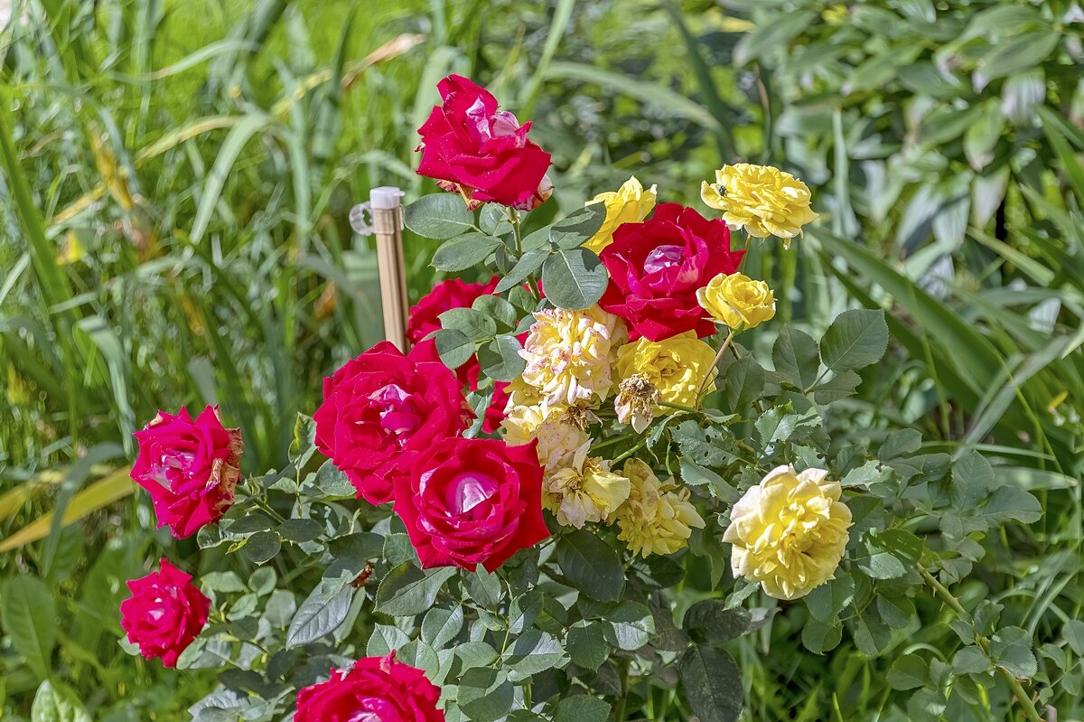 Светофор - Валерий Иванович