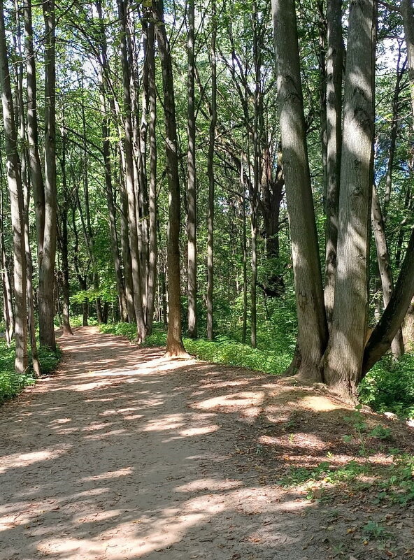 Аллея в парке. - Ольга Довженко Аллея в парке. - Ольга Довженко