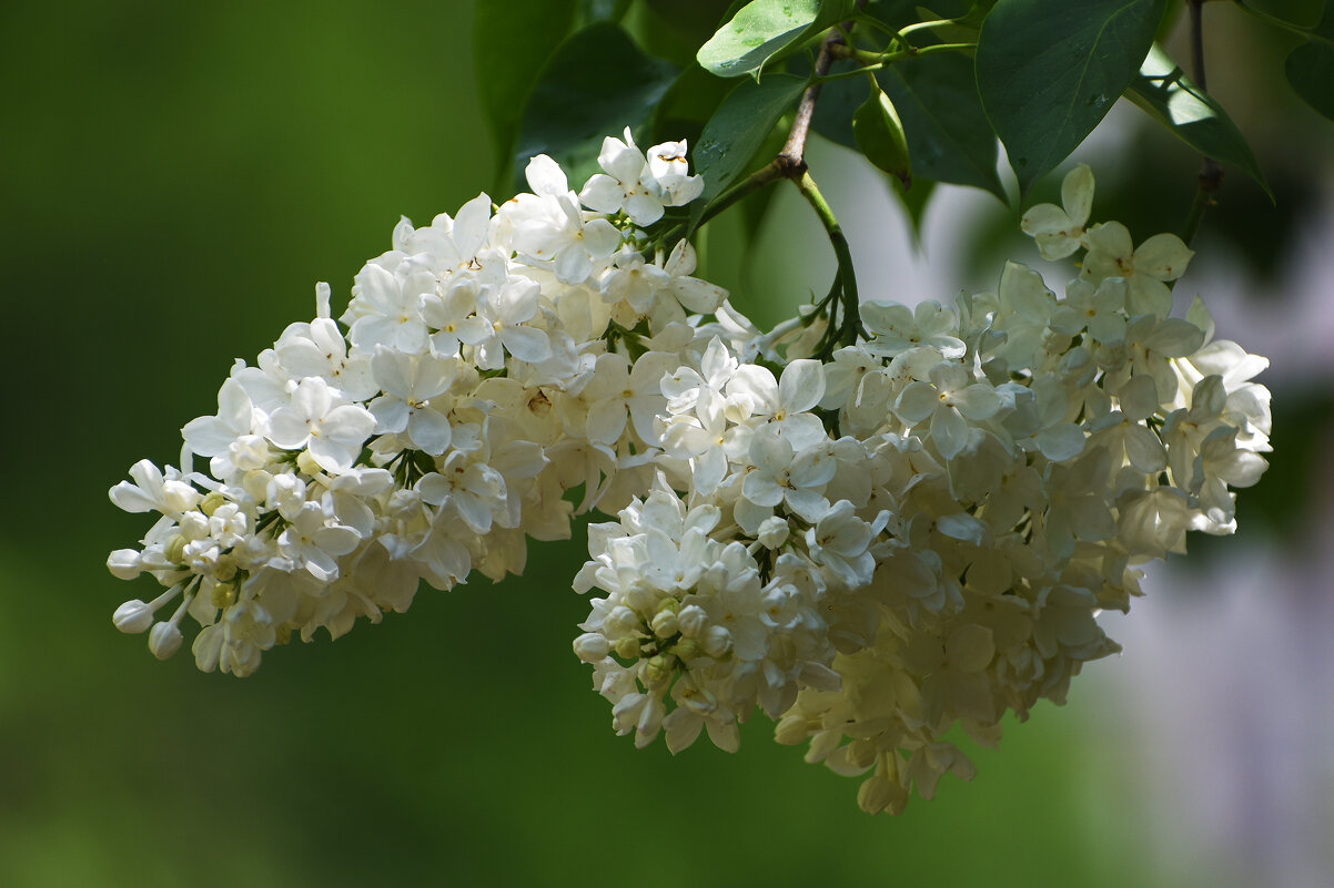 Весна в Ботаническом... Май. - Наташа *****