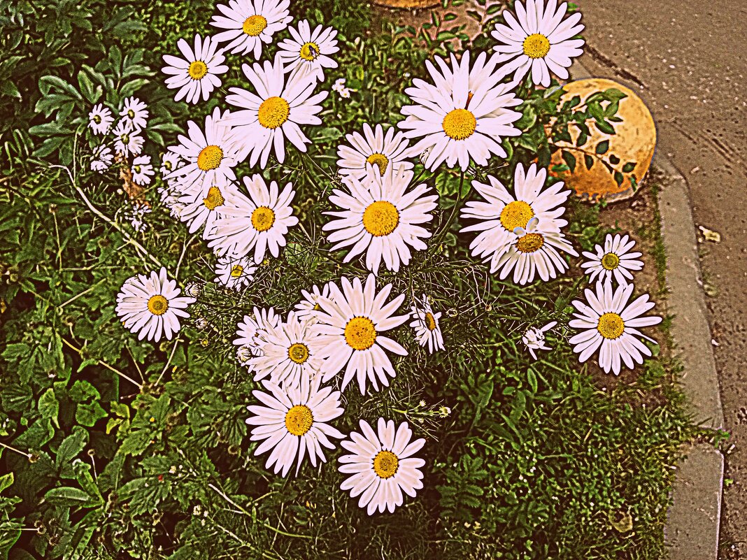 Цветы. - Владимир Драгунский