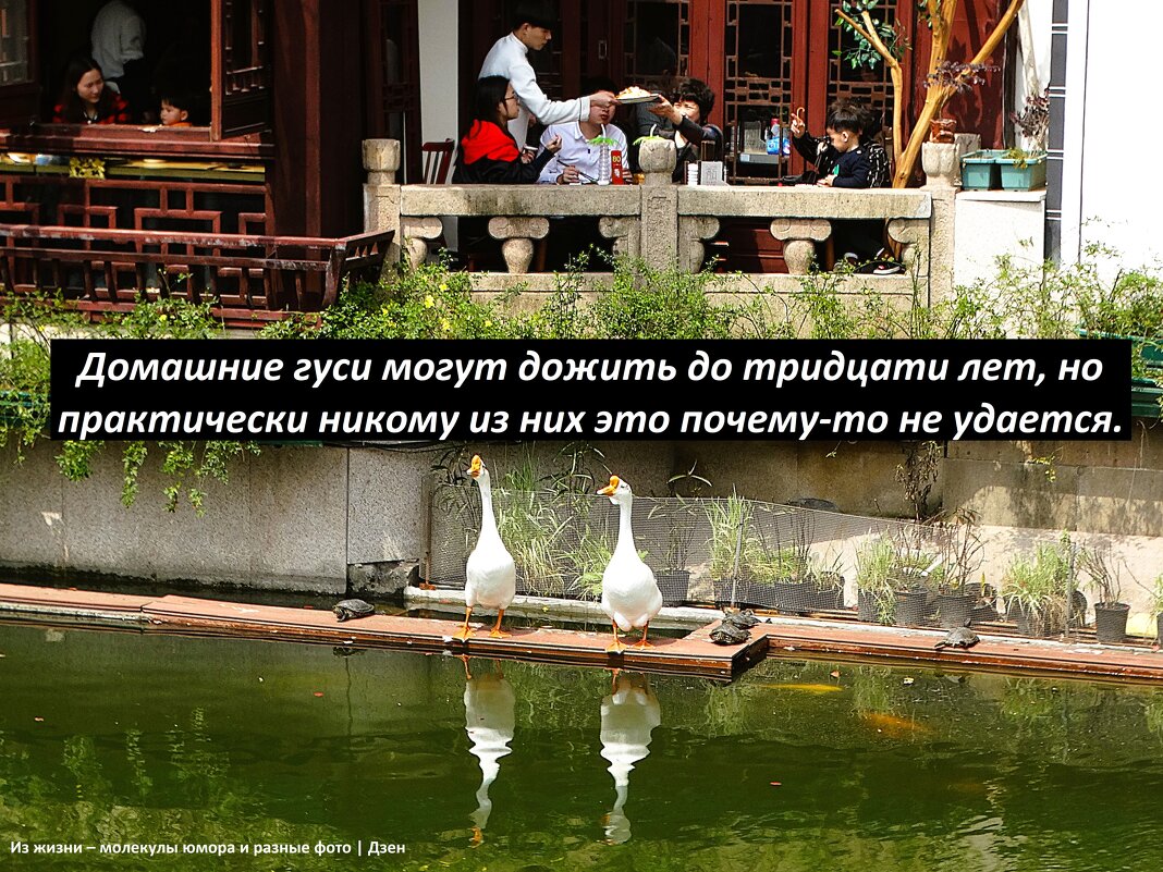 У шанхайского ресторанчика - svk *