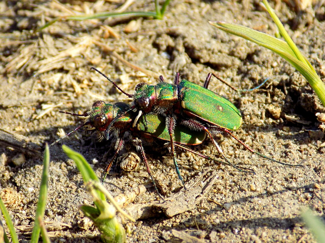 Скакуны полевые - Константин Штарк