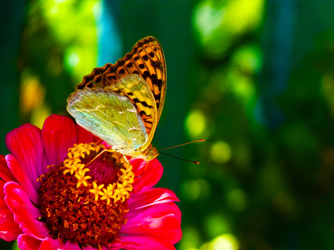Бабочка на цветке - Валентин Семчишин