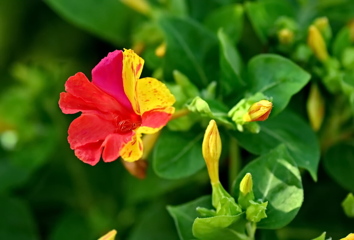 На клумбе у дома... - Николай Саржанов