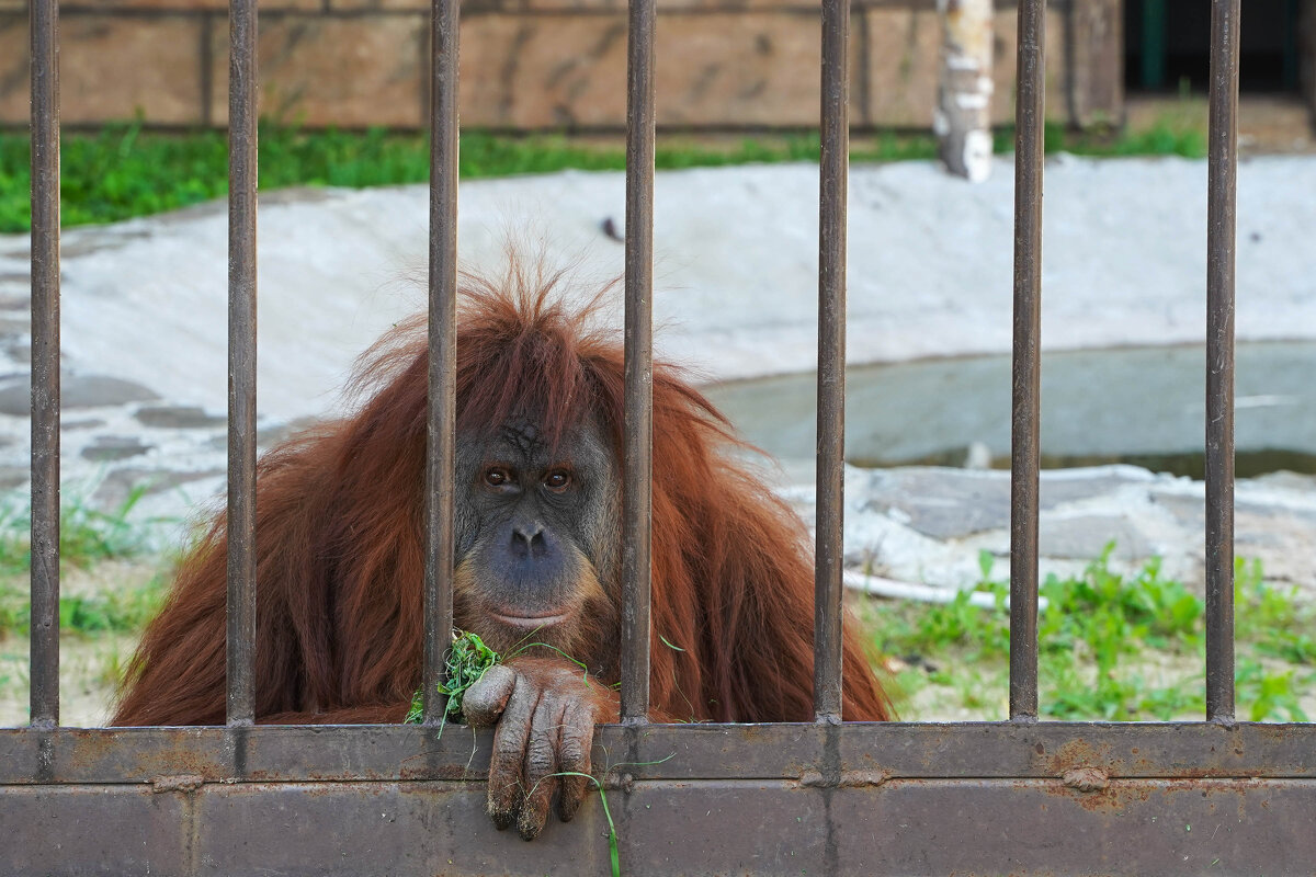 РЫЖИЙ_БРАТ - Сергей Янович Микк РЫЖИЙ_БРАТ - Сергей Янович Микк