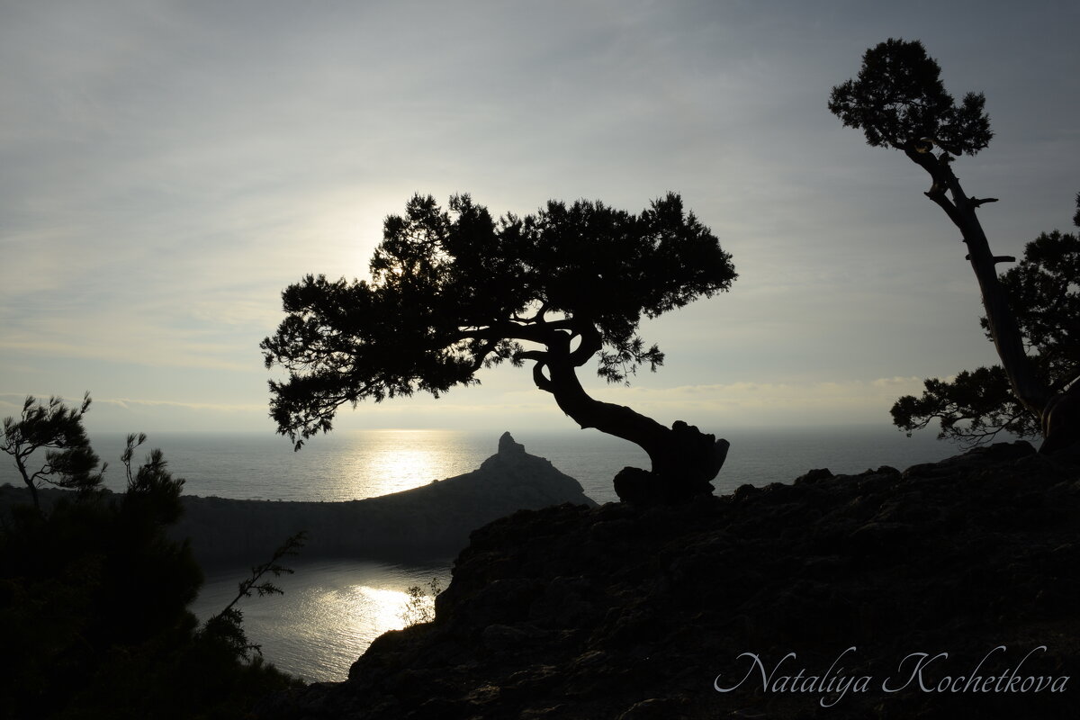 Природа Крыма - Amazing Cosmea Природа Крыма - Amazing Cosmea