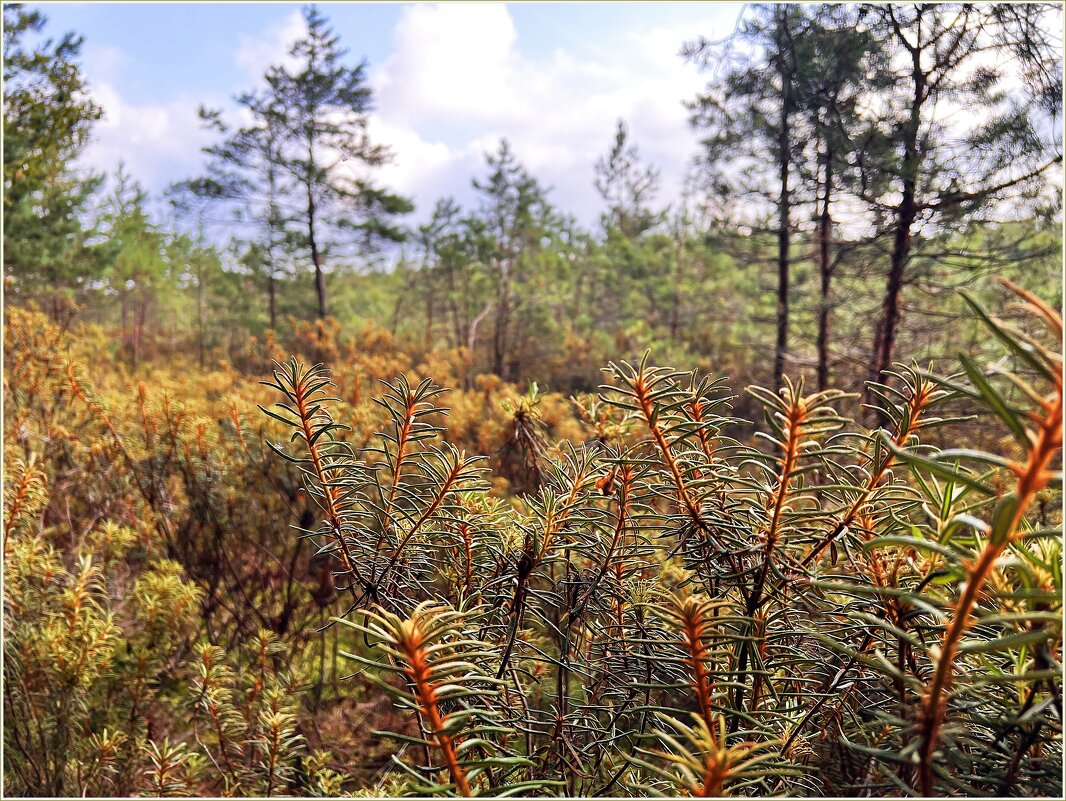 Заросли багульника. - Валерия Комова