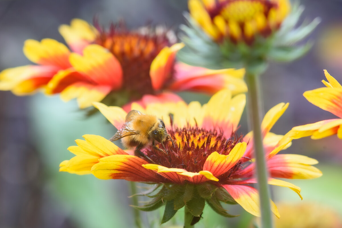 Шмель - Михаил Соколов