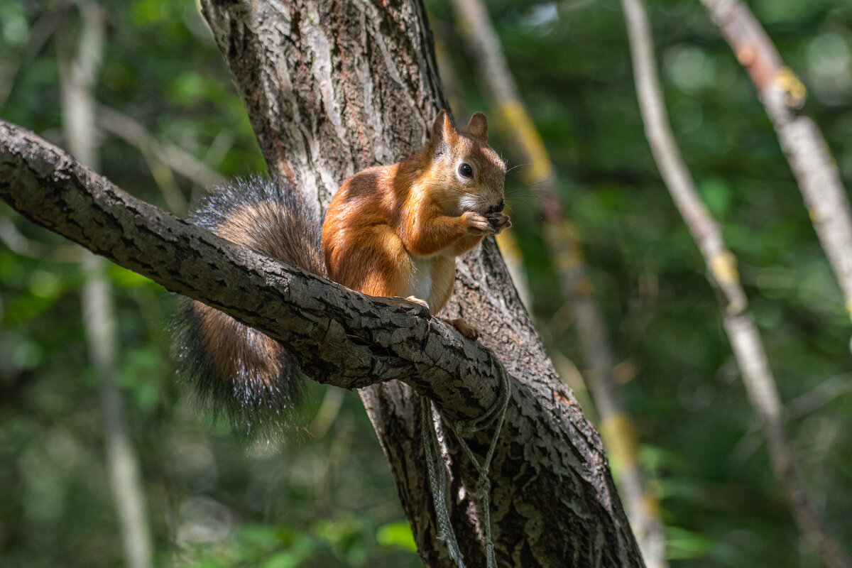 Перекус... - Павел Катков Перекус... - Павел Катков