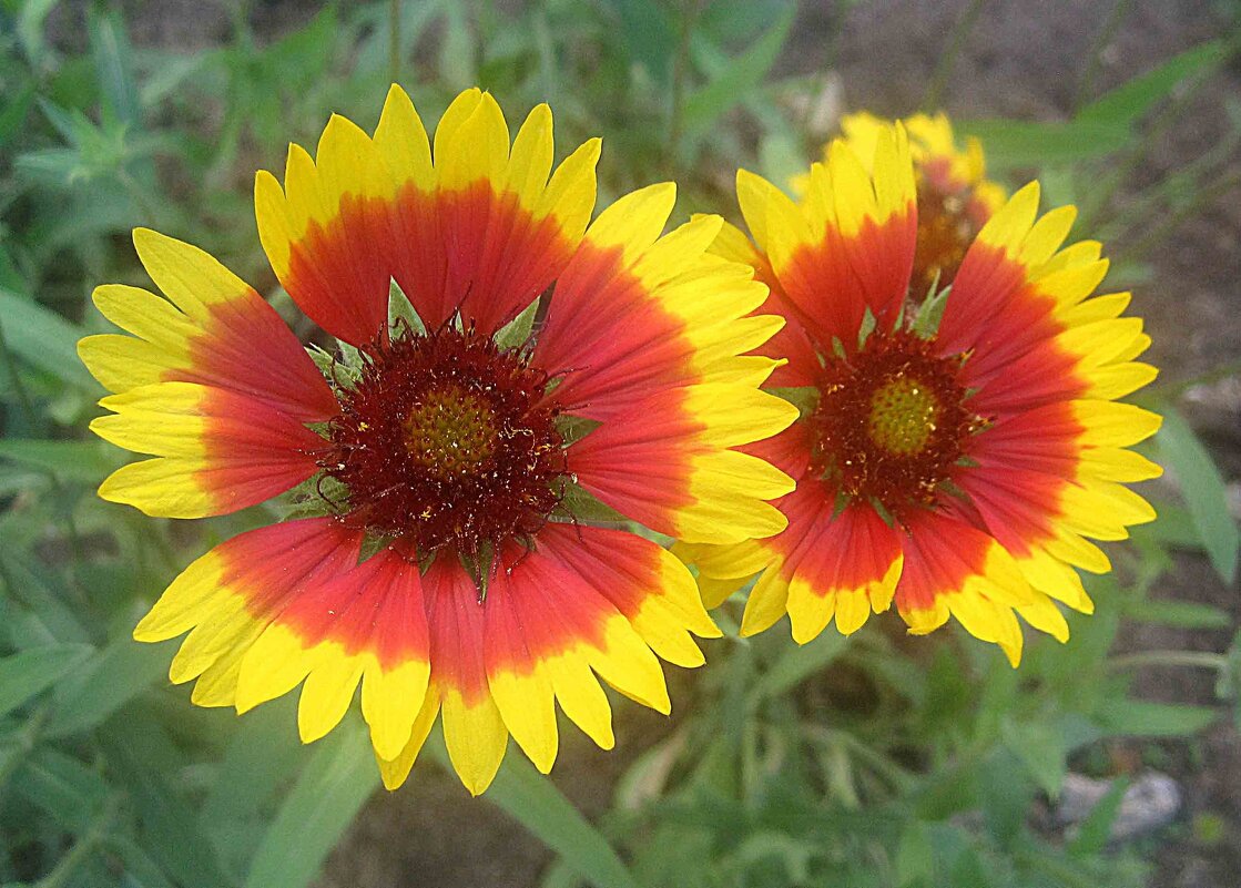 Двое - Елена Семигина