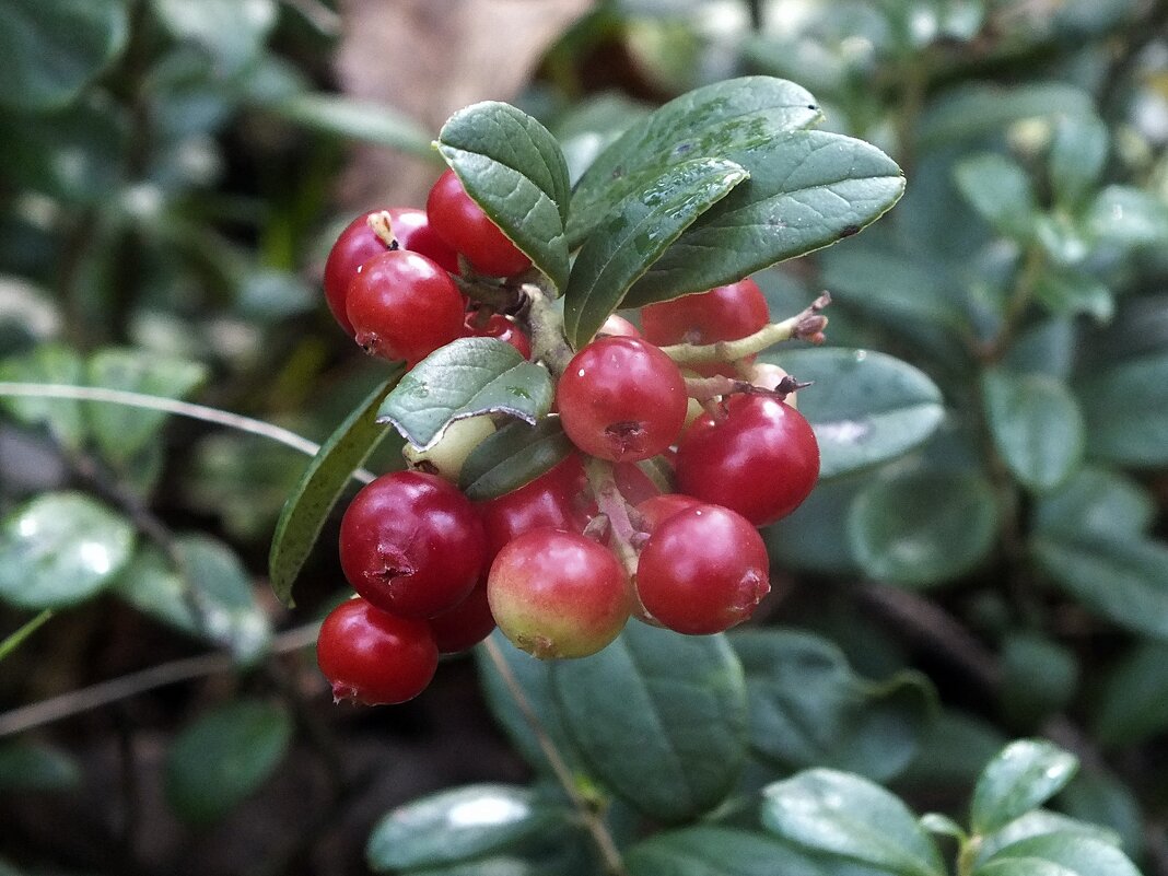 ** - Зоя Мишина