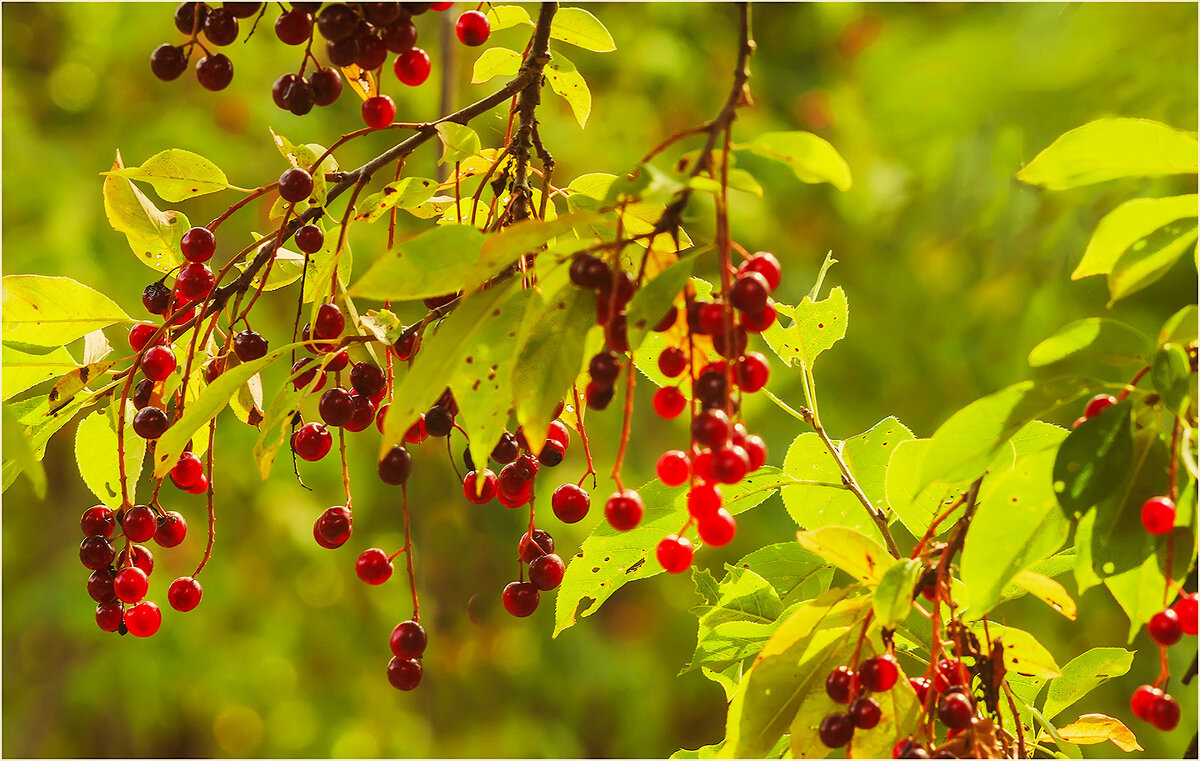 Картинка августа - Валентин Котляров