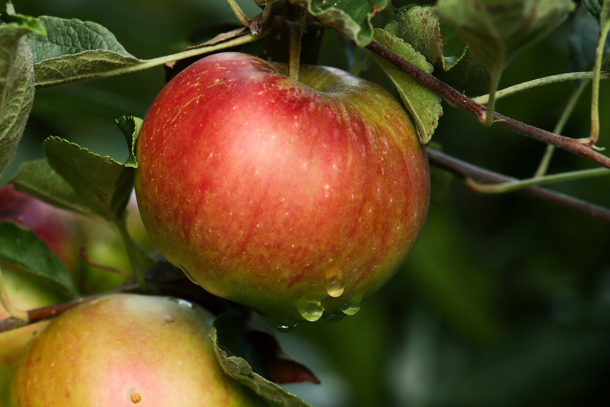 Яблочная пора - Юрий. Шмаков Яблочная пора - Юрий. Шмаков