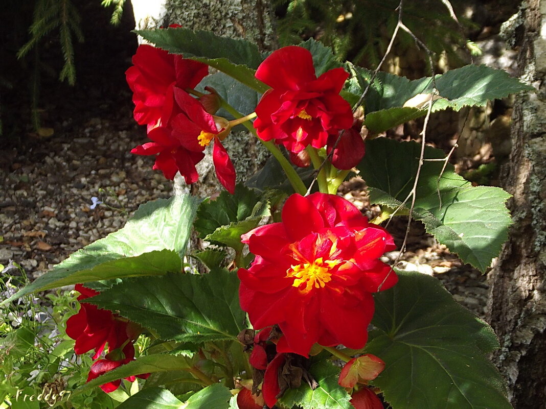 Бегония - Freddy 97