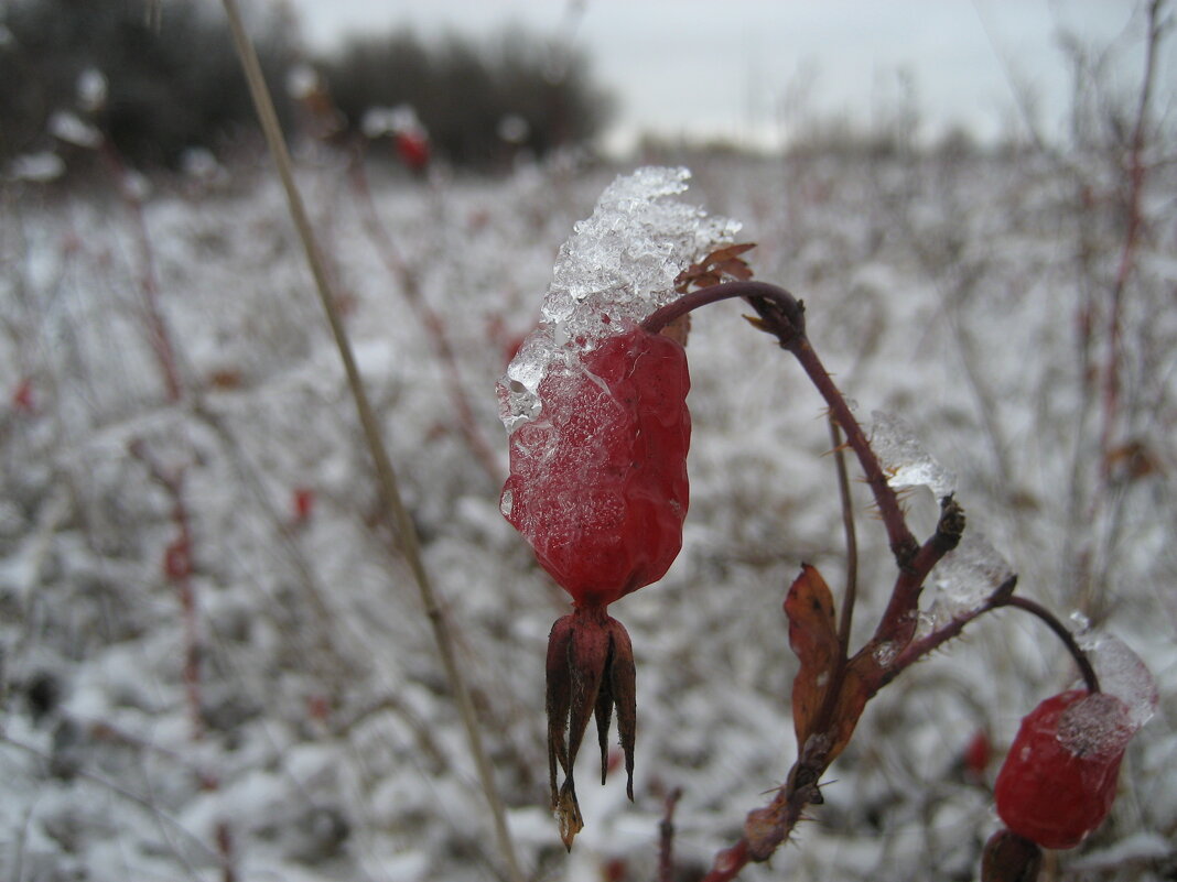 Скоро зима - Anna Ivanova Скоро зима - Anna Ivanova