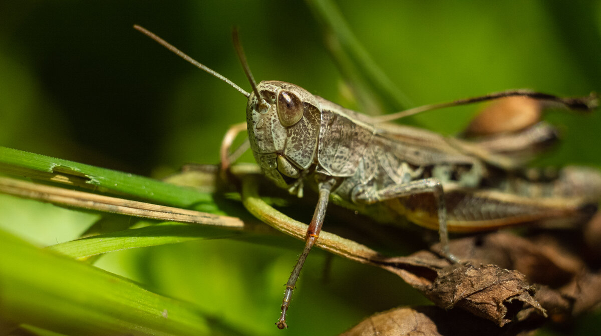 Grasshopper | 7 - Sergey Sonvar