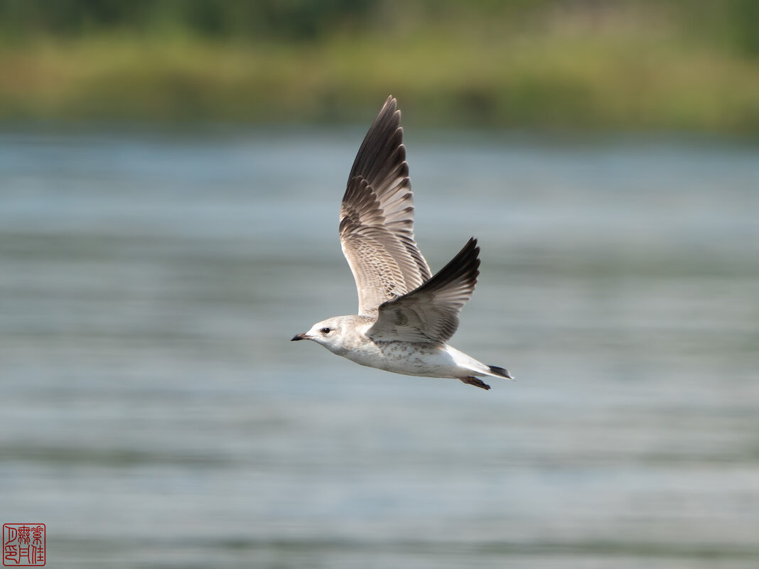 * * * - Станислав С.