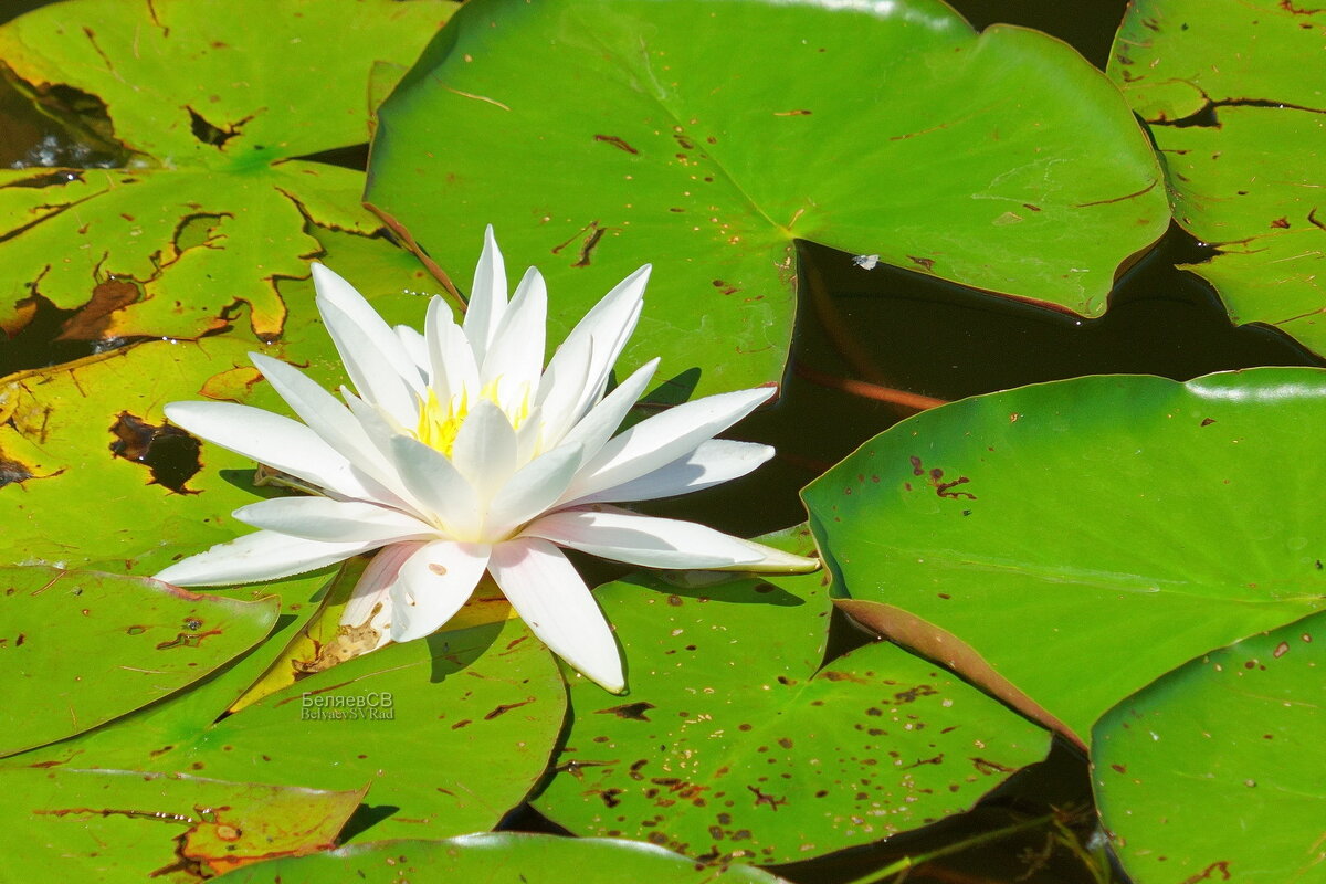 Белая лилия - Сергей Беляев Белая лилия - Сергей Беляев