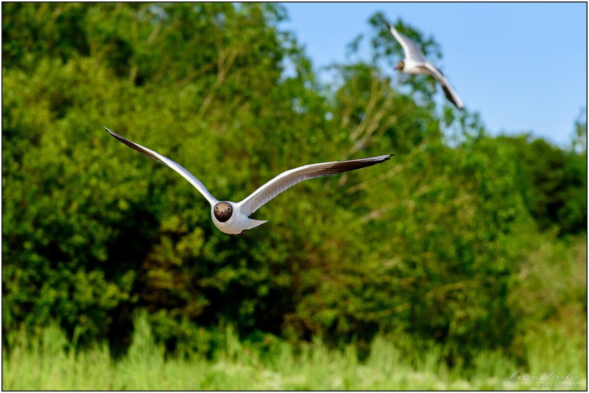Чайка - Максим Сорокин