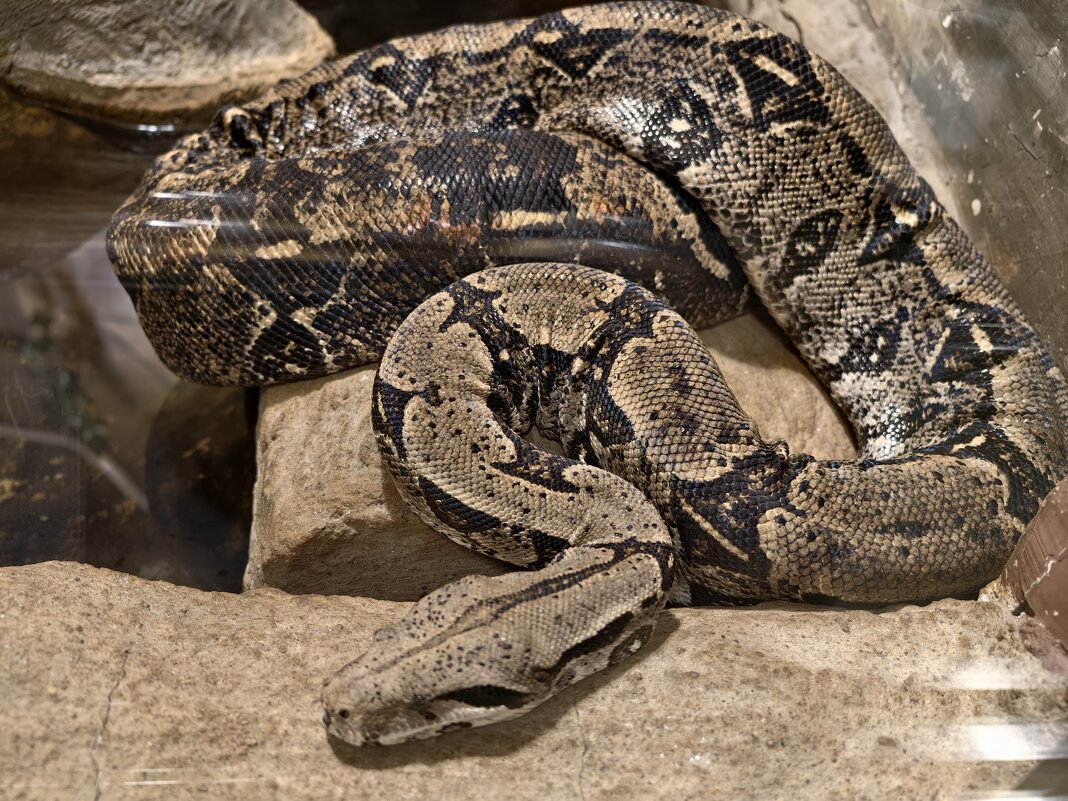 Змея - <<< Наташа >>>