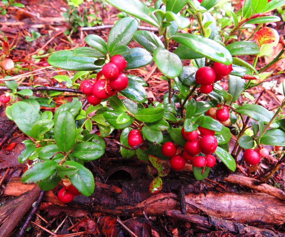Кустик брусники - Андрей Снегерёв
