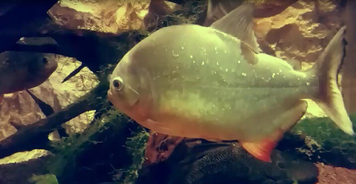 112 (209) - СТРЕН 