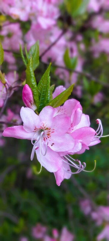 Розовое чудо - Хватова Марина 