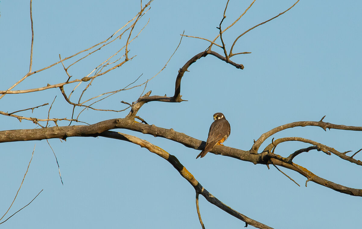 Чеглок. - Yuri Chudnovetz