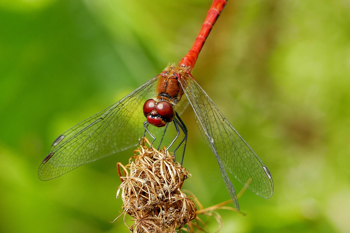 из снятого сегодня 2 - Александр Прокудин