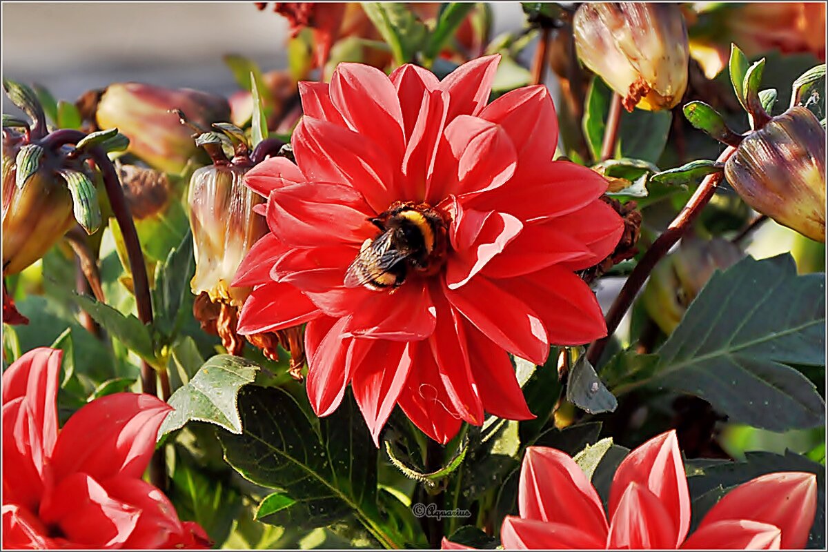 Про городские цветы... - Aquarius - Сергей