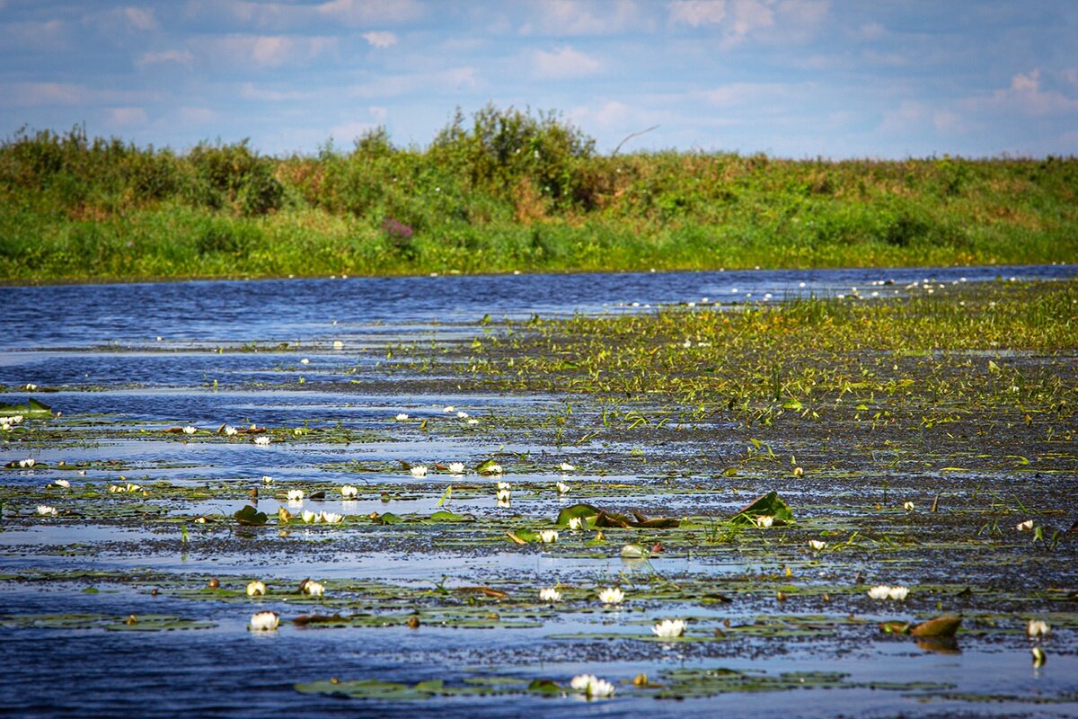 Река Молога - Николай Дергачев