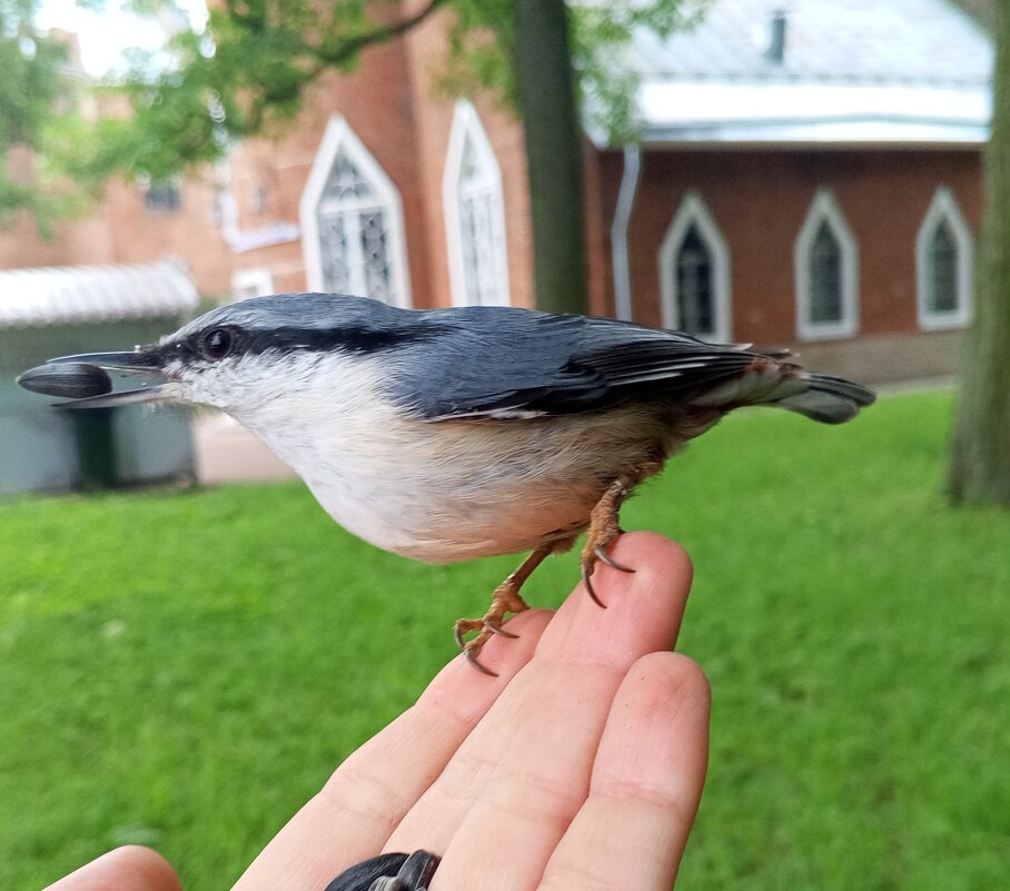 Поползень - Сапсан 
