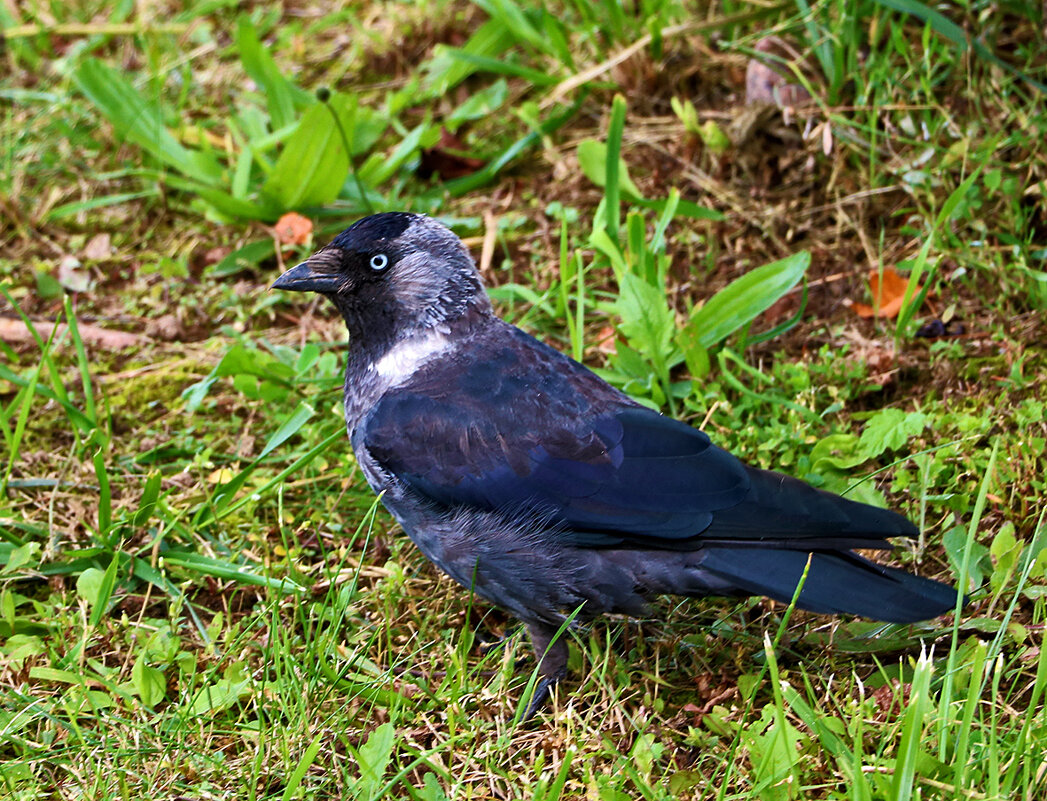 Грозная галка - Светлана 