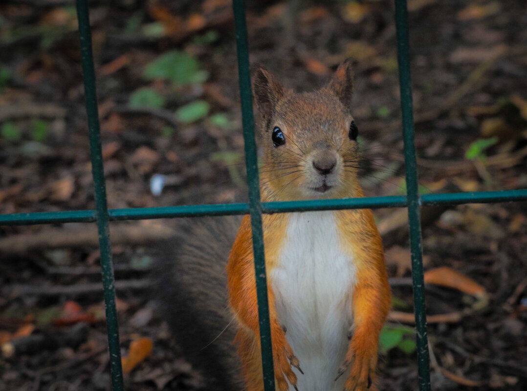 Я не виноват, орехи сами...пропали. - Магомед .