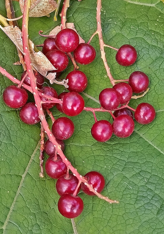 Красная черёмуха вкусная и полезная! - Валентина Нефёдова Красная черёмуха вкусная и полезная! - Валентина Нефёдова