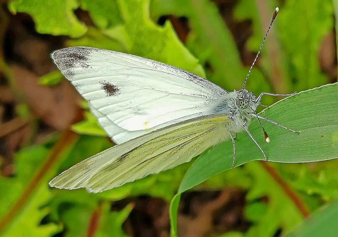 Позировать отказалась... - Валентина Нефёдова Позировать отказалась... - Валентина Нефёдова